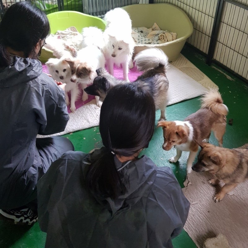 대경대학교 동물사육복지과]유기동물보호소 봉사 동아리 : 네이버 블로그