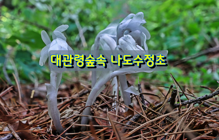 대관령자연휴양림 숲속 나도수정초 대관령자연휴양림 숲속 나도수정초