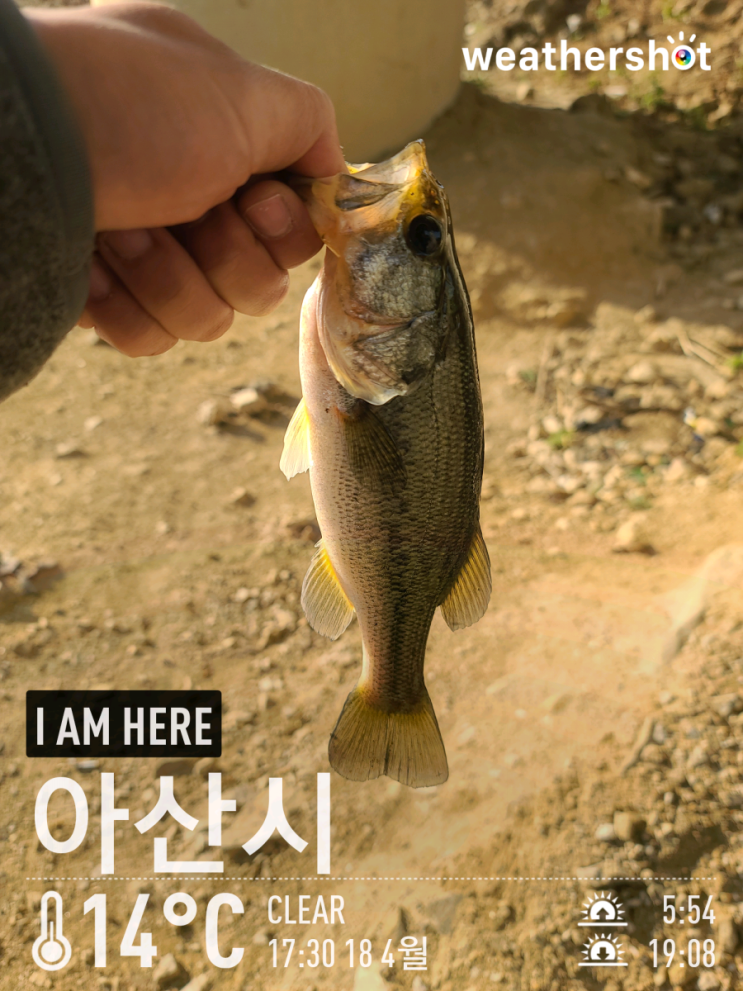  [2021.04.18] 아산 계양수로 배스 워킹 낚시 (Feat. 헤비번지리그)