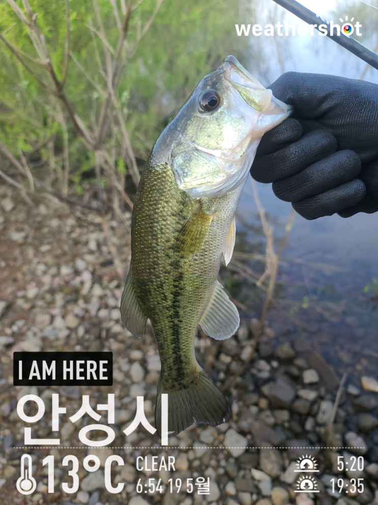  [2021.05.19] 용인 이동저수지/송전지 배스 워킹 낚시 (Feat. 노싱커, 스피너베이트, 프리리그)