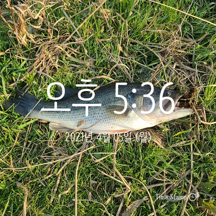  [2021.04.05] 평택 진위천 낚시허용구간 배스 워킹 낚시 (Feat. 노싱커)