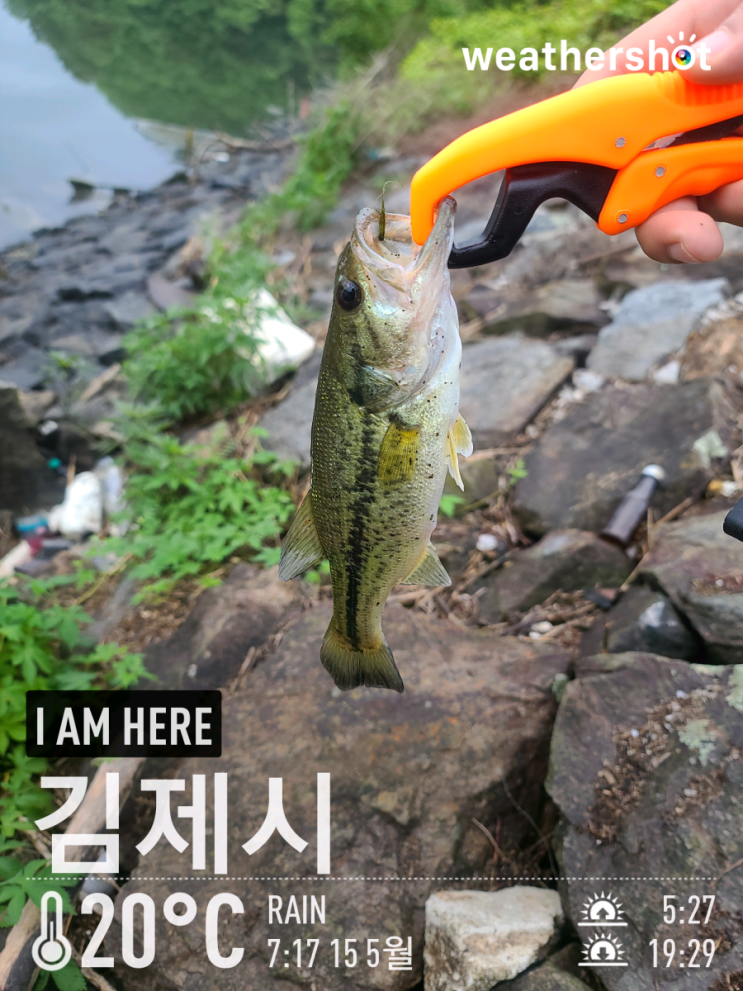  [2021.05.15] 김제 대율저수지 배스 워킹 낚시 (Feat. 노싱커)