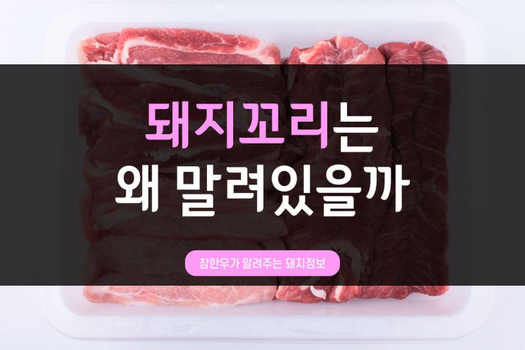  전통참돼지가 알려주는 돼지정보_돼지꼬리가 말려있는 이유?