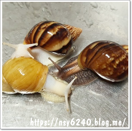 반려곤충 키우기 애완달팽이 백와 금와 흑와 (2~3cm) 1500원