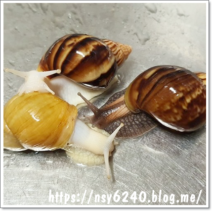  반려곤충 키우기 애완달팽이 백와 금와 흑와 (2~3cm) 1500원