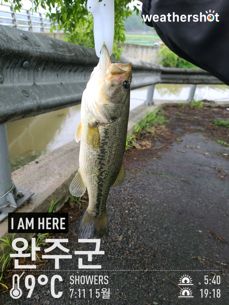  [2021.05.01] 김제 대율저수지 배스 워킹 낚시 (Feat. 노싱커)