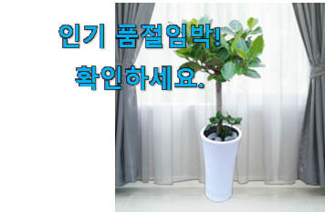 입소문탄 뱅갈 고무나무 인정상품 선물로도 좋을거같네요 입소문탄 뱅갈 고무나무 인정상품 선물로도 좋을거같네요