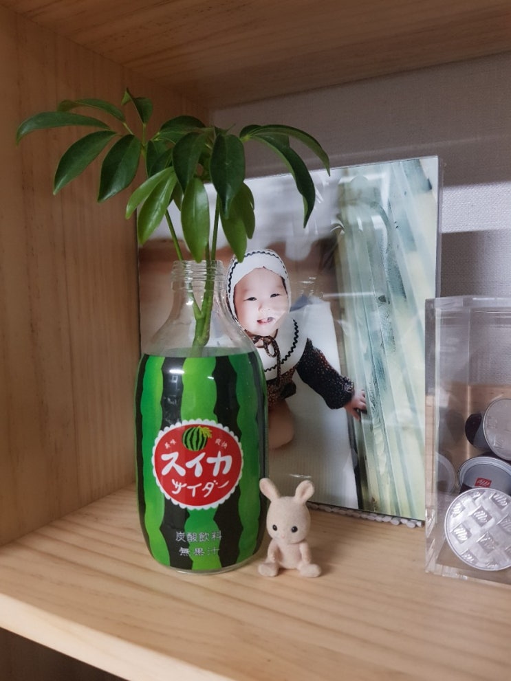  홍콩야자 가지치기 후, 물꽂이 성공 (위치, 물 교환시기)