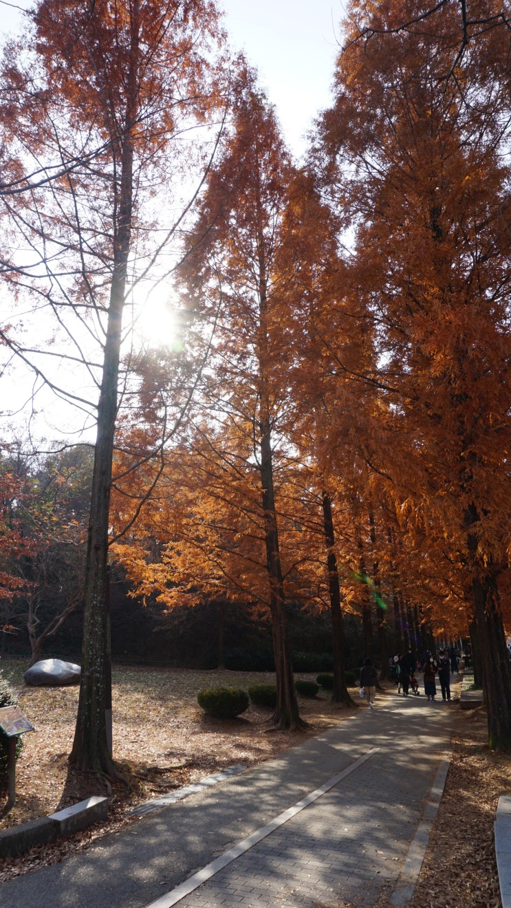  진주_수목원 : 진주 수목원 메타세쿼이아,진주 수목원 산책길,진주수목원 작은 동물원,진주산림박물관, 진주 가볼만한곳