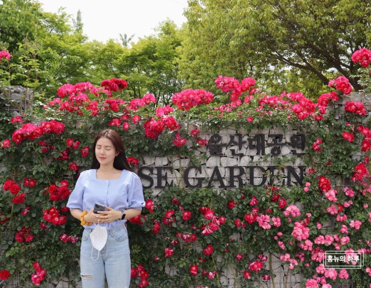  울산 데이트 울산대공원 ‘장미원’ 나들이 다녀왔지요~! 포토존 가득해요!