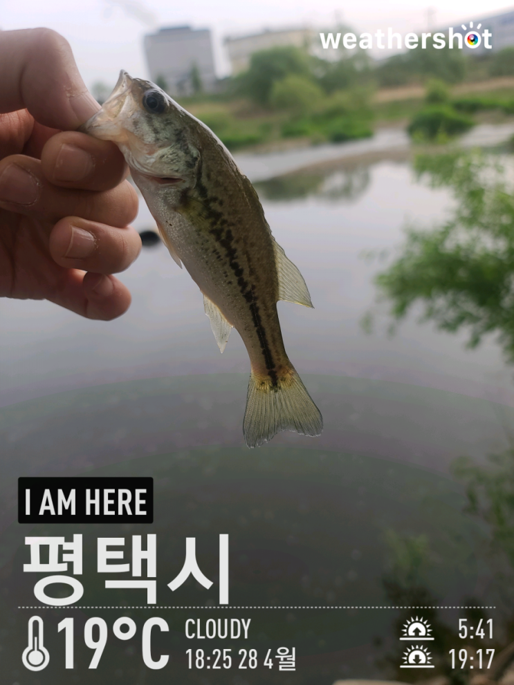  [2021.04.28] 평택 진위천 낚시허용구간 배스 워킹 낚시 (Feat. 미드스트롤링)