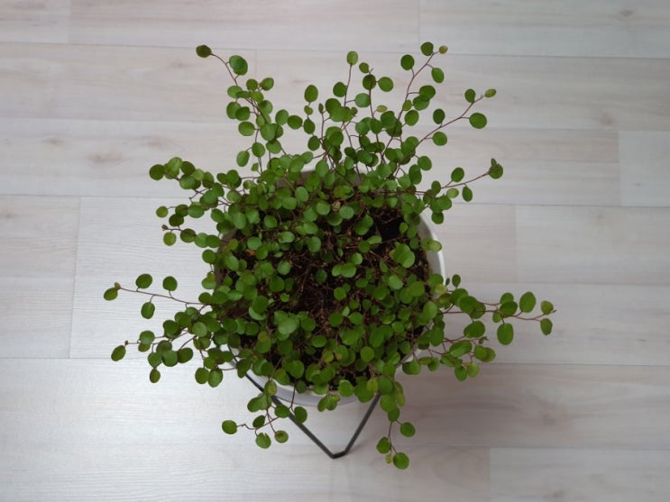  가지치기 한 트리안은 얼마만에 예뻐질까? How to Grow Muehlenbeckia