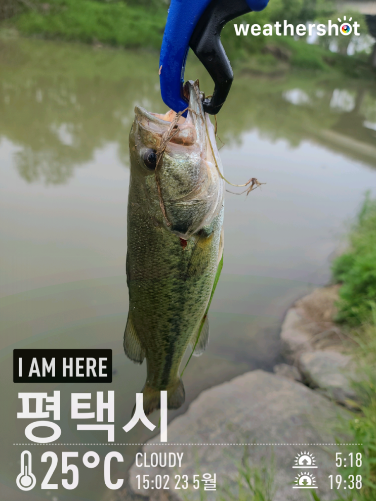  [2021.05.23] 평택 안성천 낚시허용구간 배스 워킹 낚시 (Feat. 노싱커, 스피너베이트)