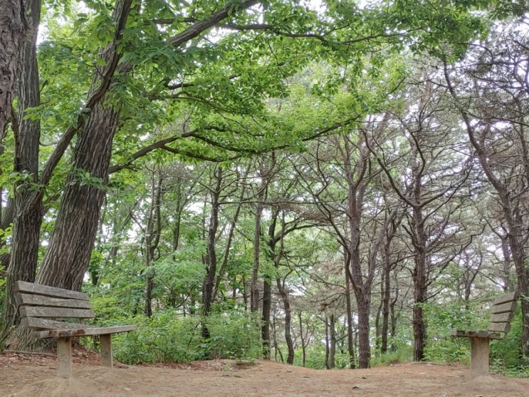 오늘 망현산의 푸르름 ~~^&^