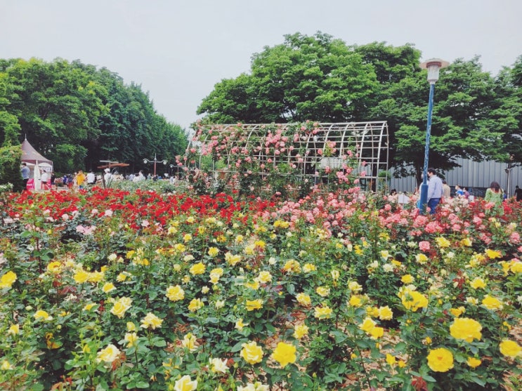 송파데이트 올림픽공원 장미광장은 색색깔 장미천지네요