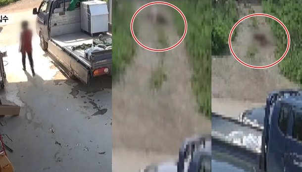  남양주 개물림 살인견 CCTV 공개