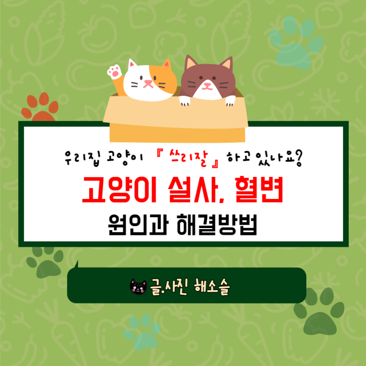  우리집 고양이 쓰리잘하고 있나요? 고양이 설사, 혈변의 원인과 해결방법
