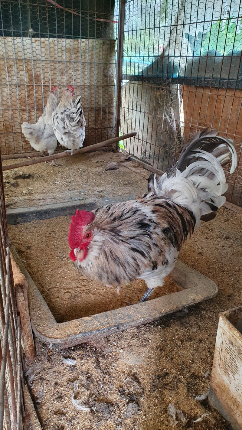 강패같은 청계 수탉에게 쪼이다 : 네이버 블로그, image size:800x1422