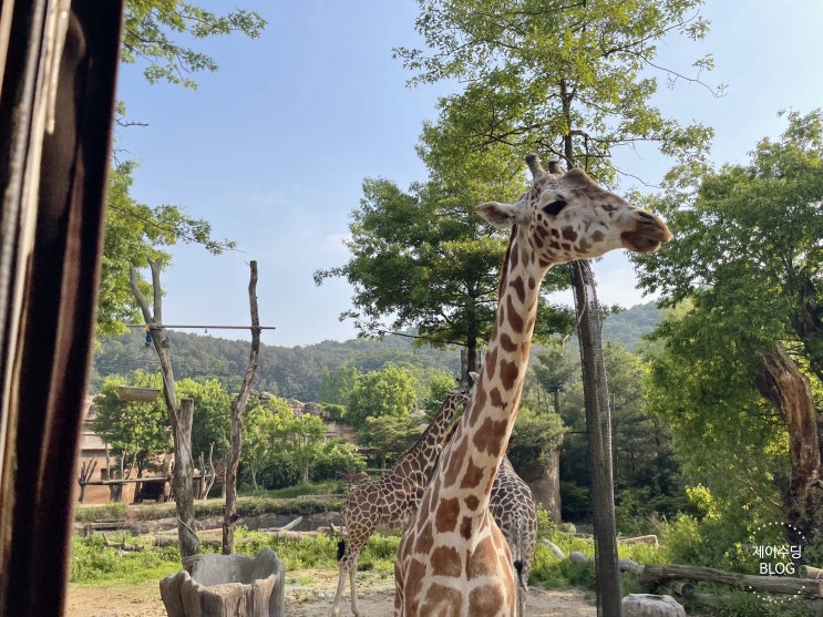  용인 에버랜드 <로스트밸리> 기린보고 놀랐어요ㅋㅋ