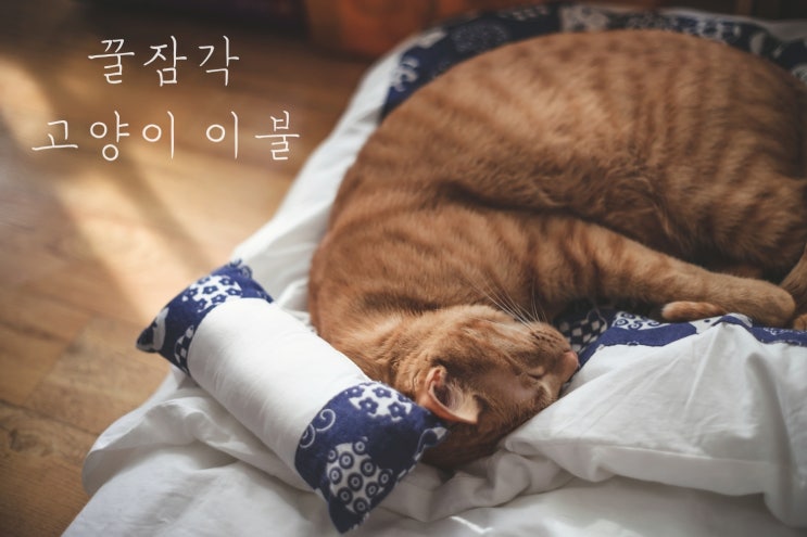  고양이침대 모아의 최애 고양이이불 멍해묘해 다다미 후기