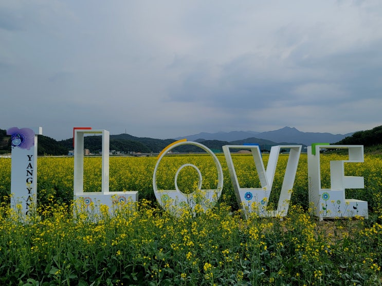 양양 남대천 유채꽃 길과 남대천 생태관찰로 사브작사브작 산책 양양 남대천 유채꽃 길과 남대천 생태관찰로 사브작사브작 산책