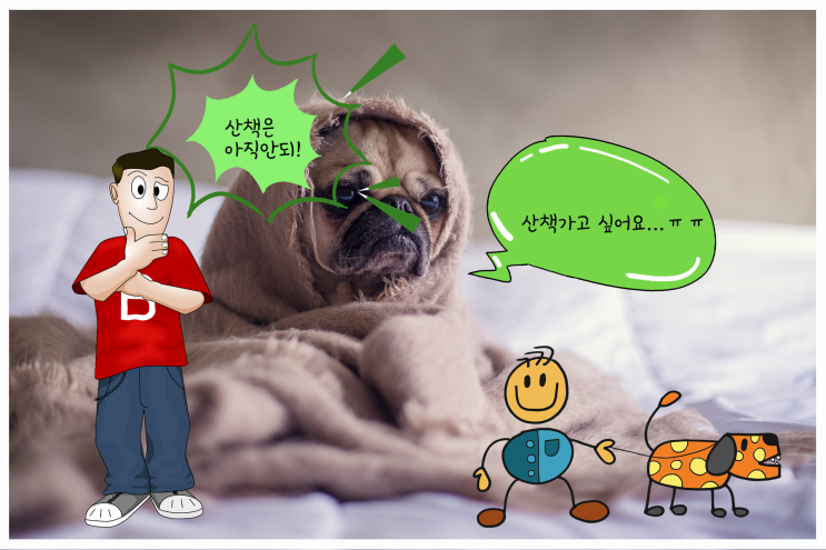  새끼 강아지 산책 시기 결정과 산책이 필요한 이유