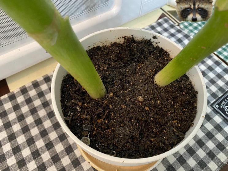  결속은 나의 무기 #4 #블챌