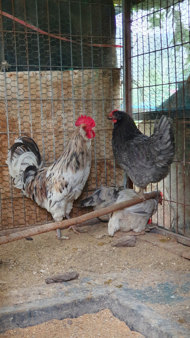 강패같은 청계 수탉에게 쪼이다 : 네이버 블로그, image size:800x1422