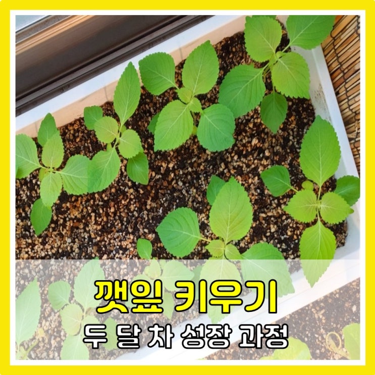 집에서 깻잎 키우기 (두 달 차 성장과정)