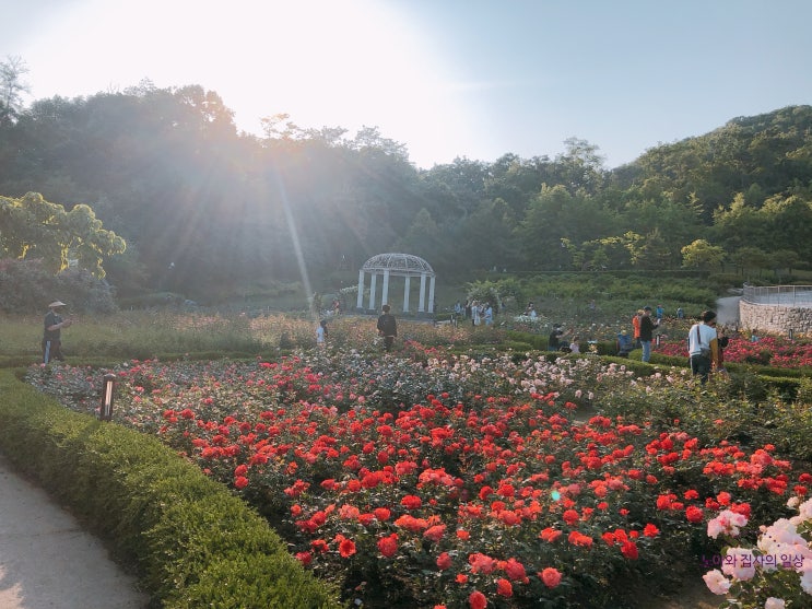 인천 가볼만한 곳 연수구 연수동 장미근린공원
