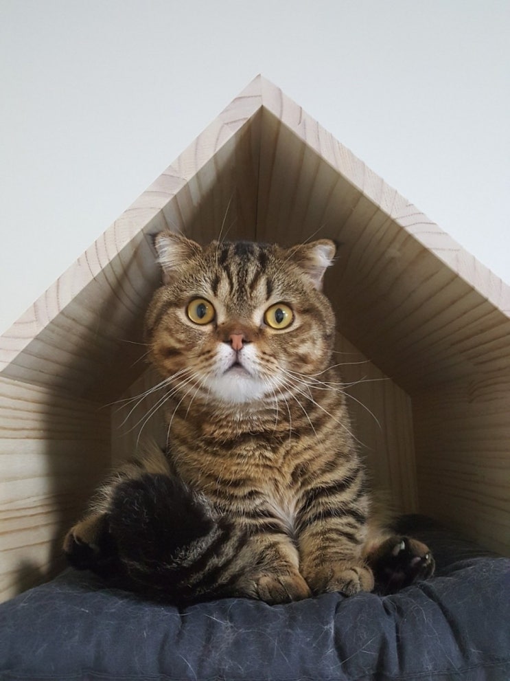  고양이 얼굴의 우럭