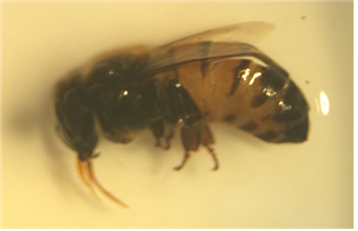 꿀벌과 말벌과의 형태적 차이 (외부형태/내부기관)