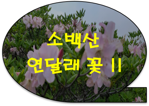 소백산 연달래 꽃,, 연화봉에서 비로봉 능선까지 등반 코스 안내 [소백산 연달래꽃 / 연화봉 / 비로봉 산행 안내]