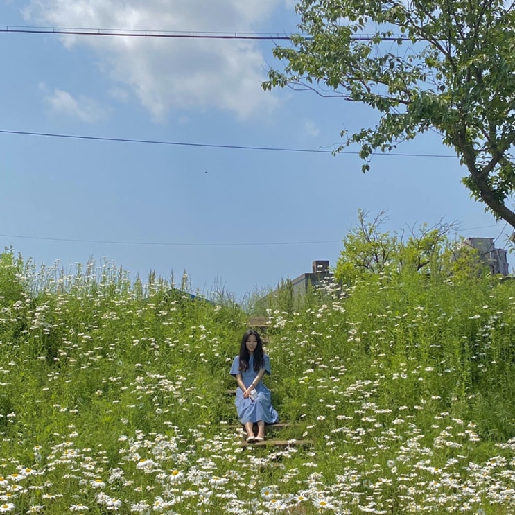 서산여행 한국의 알프스 용비지, 용장천 데이지 꽃밭
