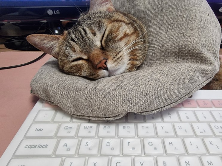  오늘도 귀여운 방해꾼 김나나씨