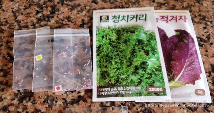 스페인 갈리시아* 스페인 베란다 발코니에서 직접 키운 적겨차 수확, 적겨자 쌈, 적겨자 샐러드, 텃밭작물 직접 키워먹기 ...