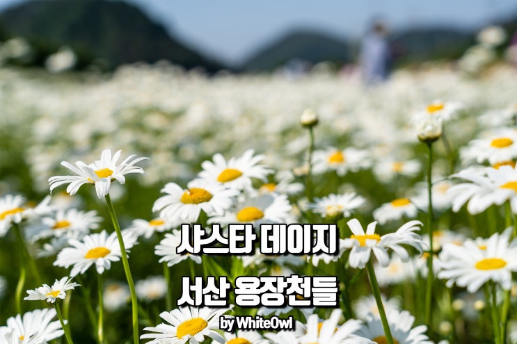  5월 서산 가볼만한 곳 샤스타데이지가 만개한 용장천들