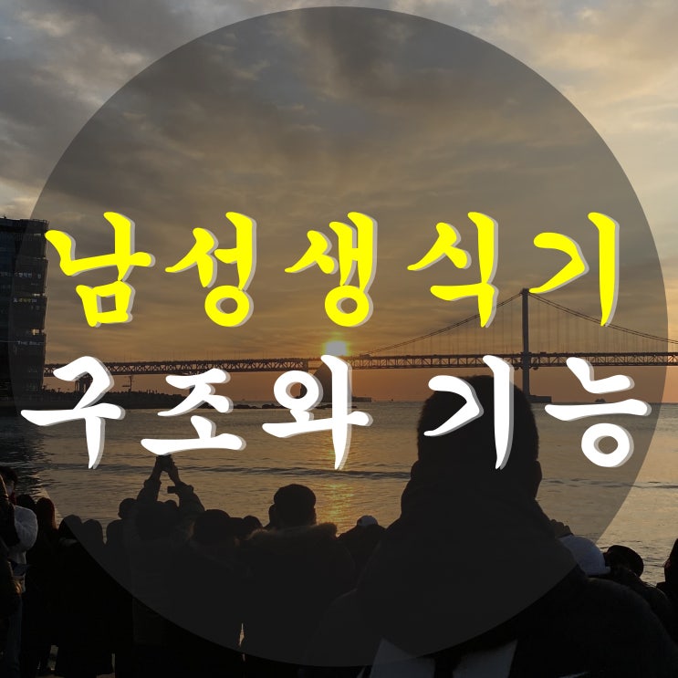  남성생식기의 구조와 기능 (고환, 정자, 정삭, 정낭, 전립샘, 요도구샘, 음경, 포피)