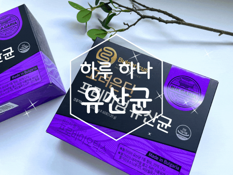 프로바이오틱스 유산균 먹는방법 고려은단 프리미엄 유산균 한 포로 간편하게