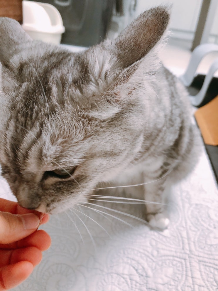  고양이 노아의 간식 먹방
