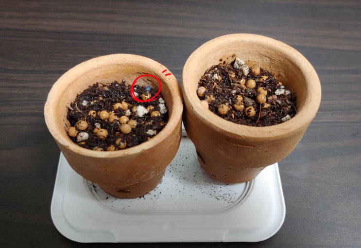  심은지 8일 만에 새싹 난 로즈마리! 20일 관찰일기