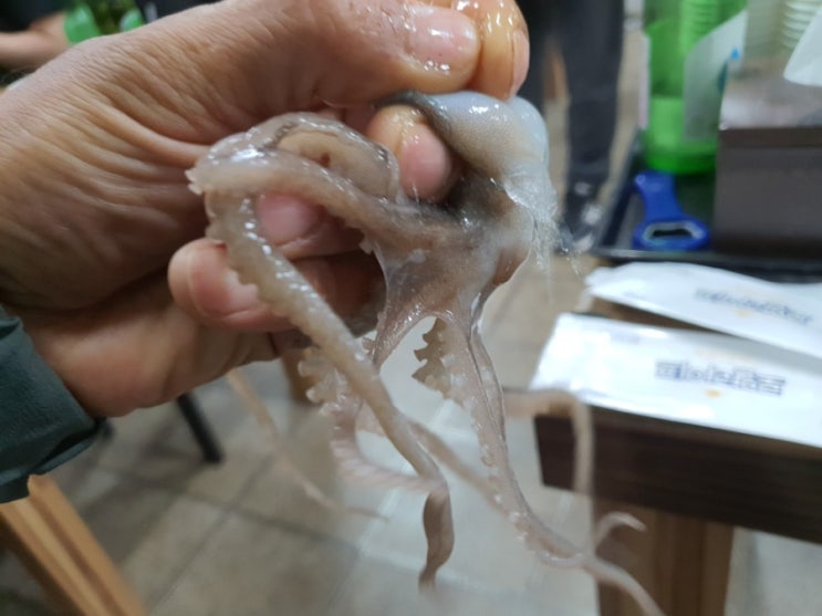 세발낙지 세발낙지