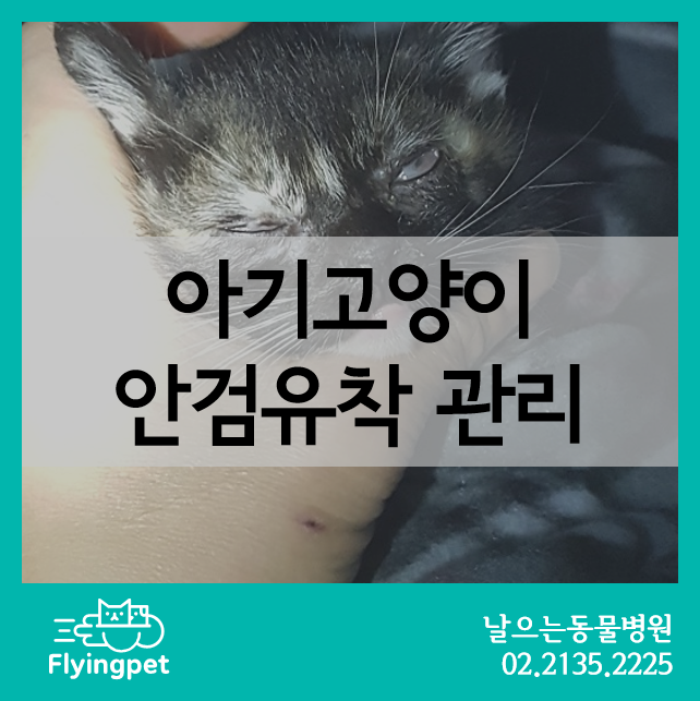 아기 고양이의 안검유착 치료와 관리 / 고양이눈병, 아깽이눈병, 고양이허피스눈병, 고양이....