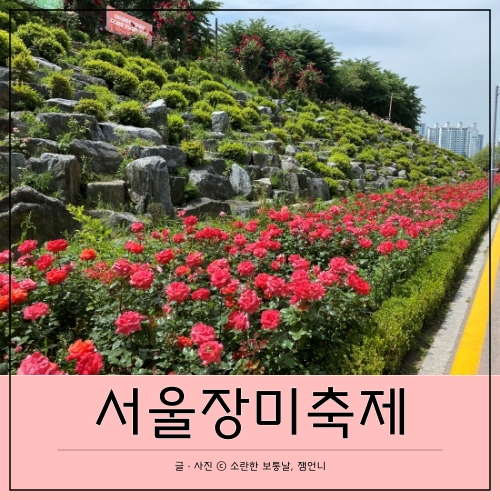  5월의 중랑천 서울장미축제, 지금 현 장미 상황은? (5/26일 기준)