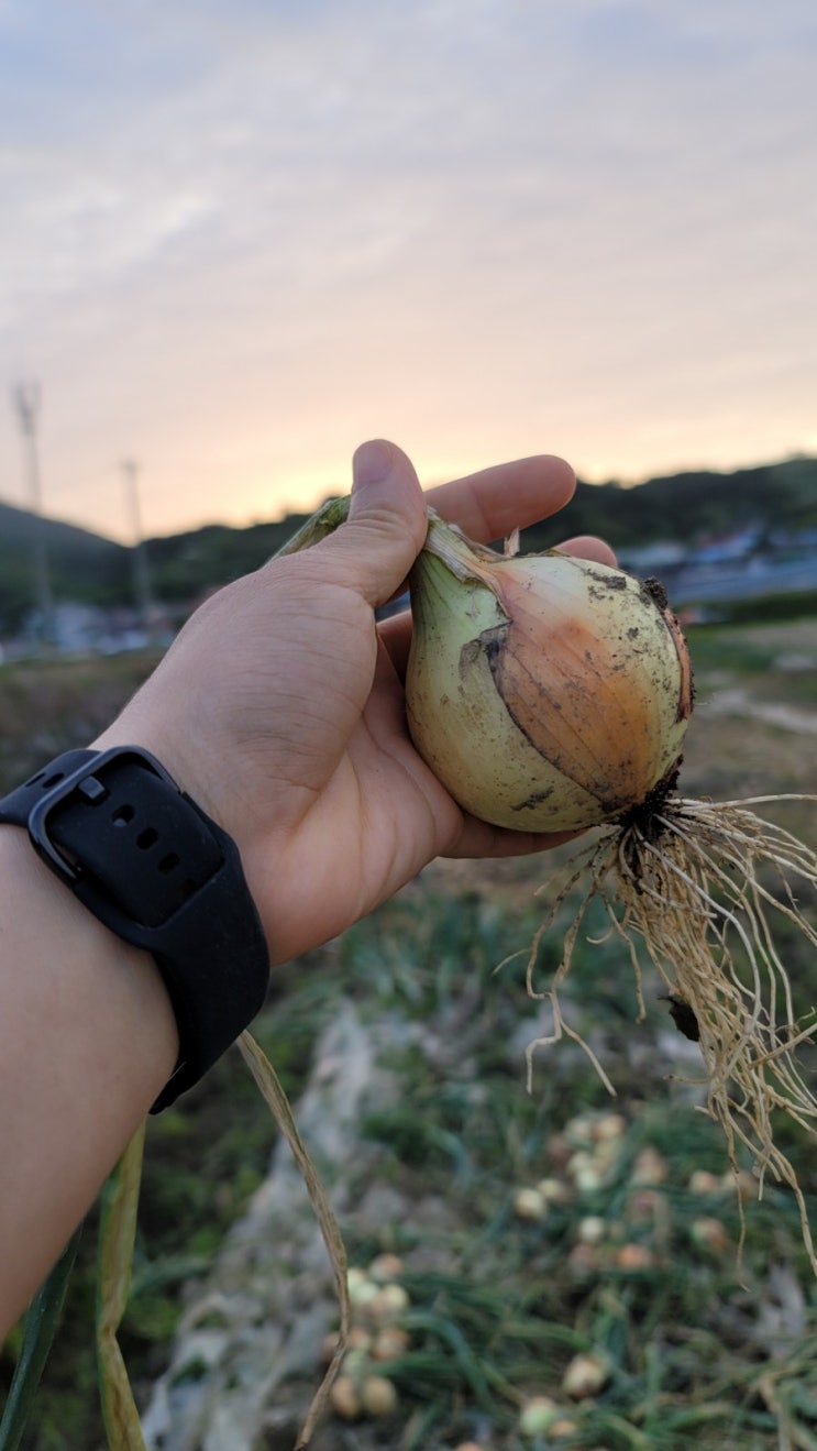  남해마늘, 그 곁에는 양파가...