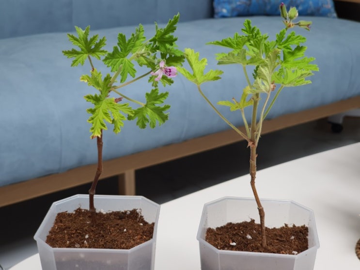  블챌 오늘일기 4 구문초 키우기 How to grow Sweet scented geranium