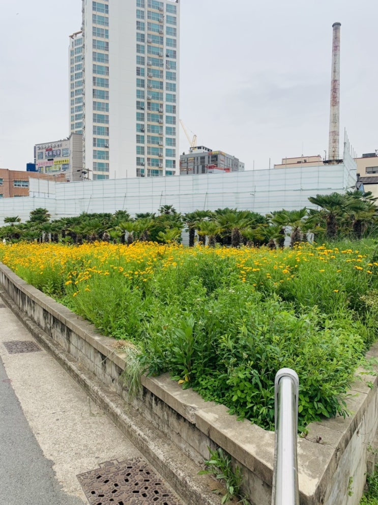  수안 Suan: 동래 원두 카페