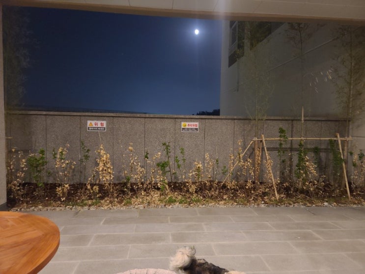  실외배변 강아지 새로운 공원 또 하나 찾았다