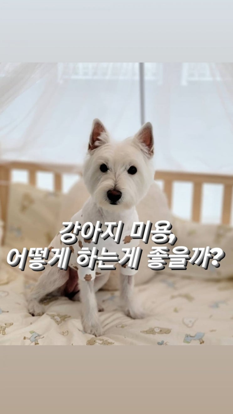 "강아지 미용이 진짜 중요한 이유?"-화이트테리어,웨스트하이랜드화이트테리어,웨스티,특수견,테리어종류,송파구강아지미용,이중모강아지