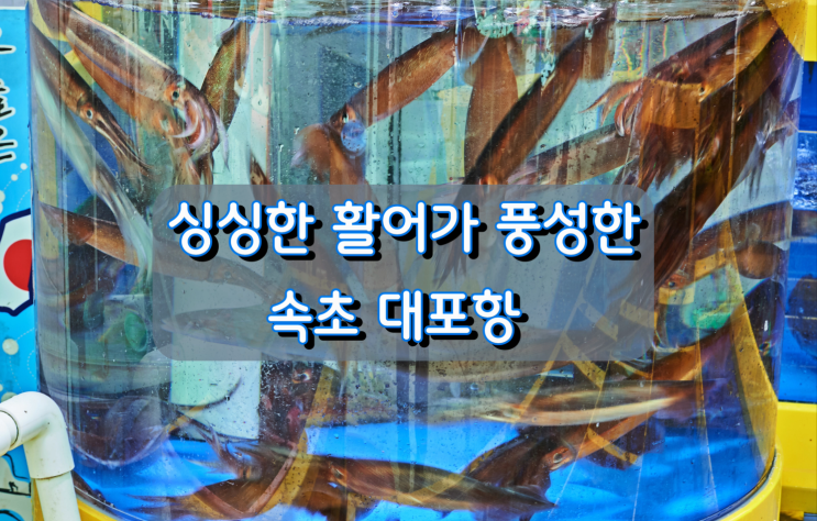 싱싱한 활어가 풍성한 속초 대포항 싱싱한 활어가 풍성한 속초 대포항